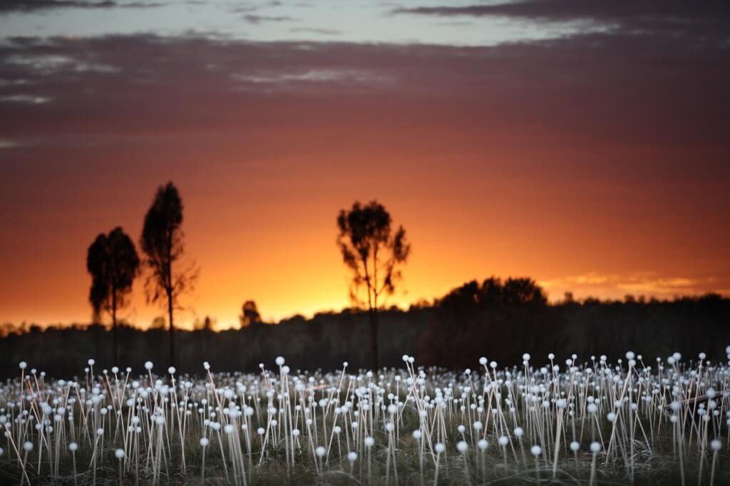 Field Of Light Uluru - Orange Sky 0X0A1242_xl