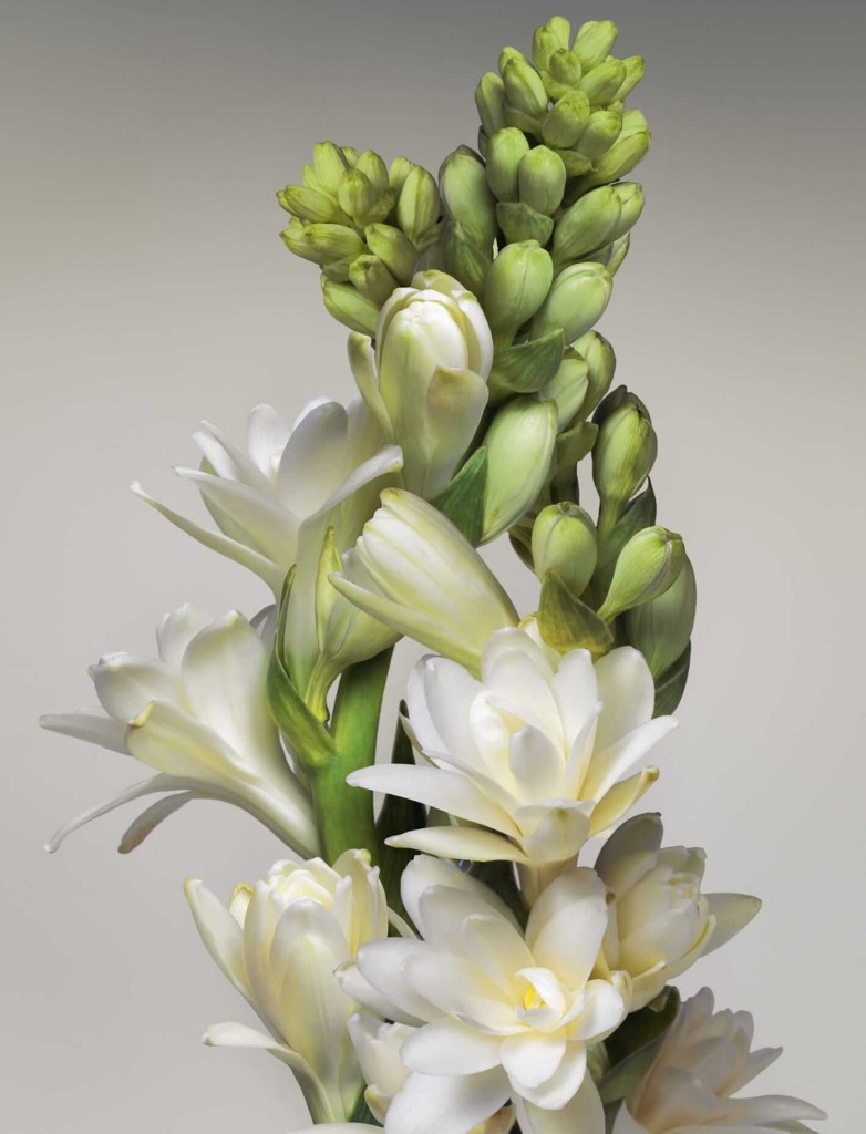 Turbulences rende omaggio a uno dei fiori in assoluto più inebrianti: la tuberosa. In questo profumo è associata a preziosi petali di gelsomino.