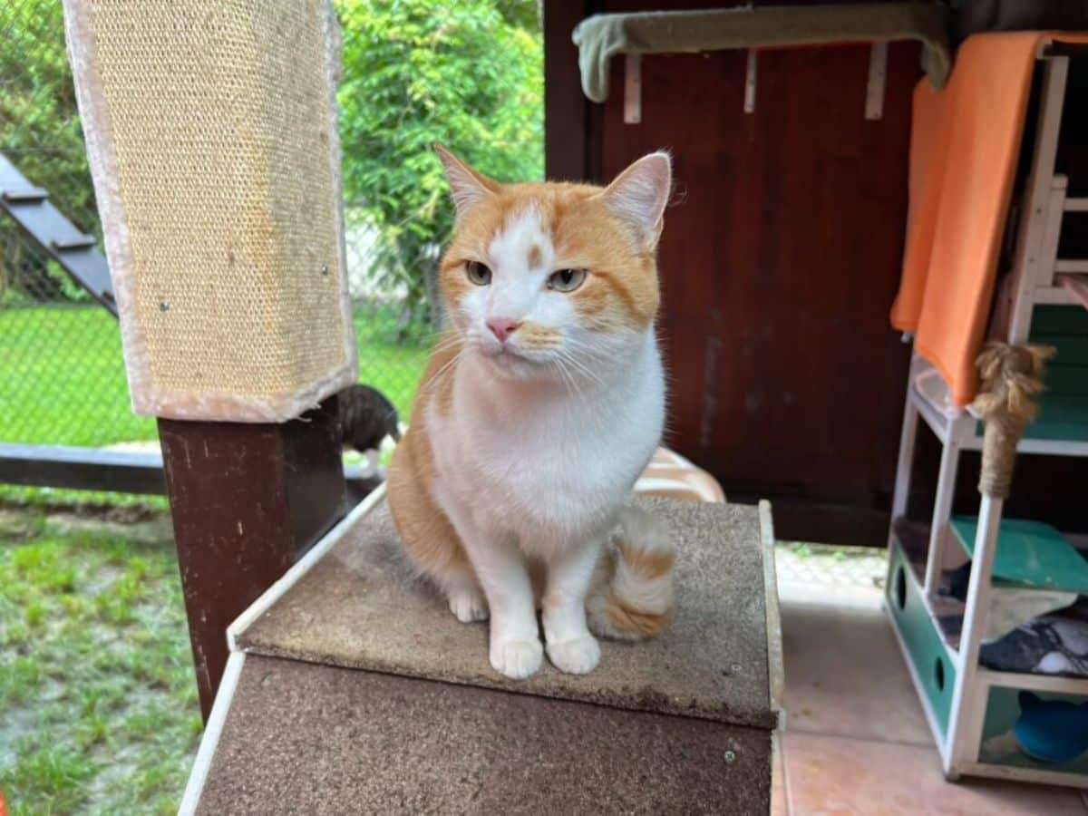 Insolito un gatto diventato guida turistica fa scalpore nella sua pensione