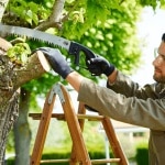 Mûrier platane : le secret des pros pour savoir exactement quand et comment le tailler