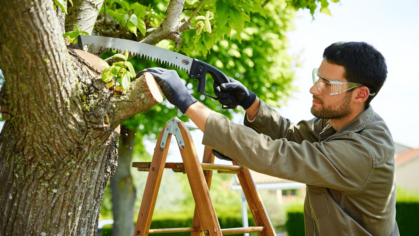 Mûrier platane : le secret des pros pour savoir exactement quand et comment le tailler