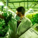 23 ore faLa criminalizzazione della cannabis light non regge alla prova dei tribunaliI giudici stanno facendo emergere una cosa che già si sapeva, e cioè che il presupposto del divieto deciso dal governo è sballato