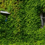 Vigne vierge : les inconvénients majeurs pour votre façade