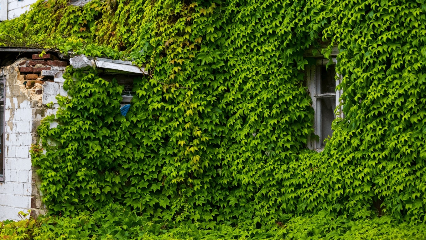 Vigne vierge : les inconvénients majeurs pour votre façade