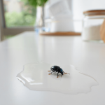 Petit insecte noir dans la maison : comment l’éliminer ?