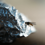 Ce truc avec du papier alu fait fuir les mouches instantanément (et ça marche vraiment)