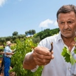 Insetti utili, vitigni resistenti e 480 specie botaniche: il vigneto del futuro è nel Salento