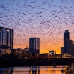 Tutti in centro a vedere milioni di pipistrelli in volo. Succede a Austin, la โBat-Cityโ del Texas
