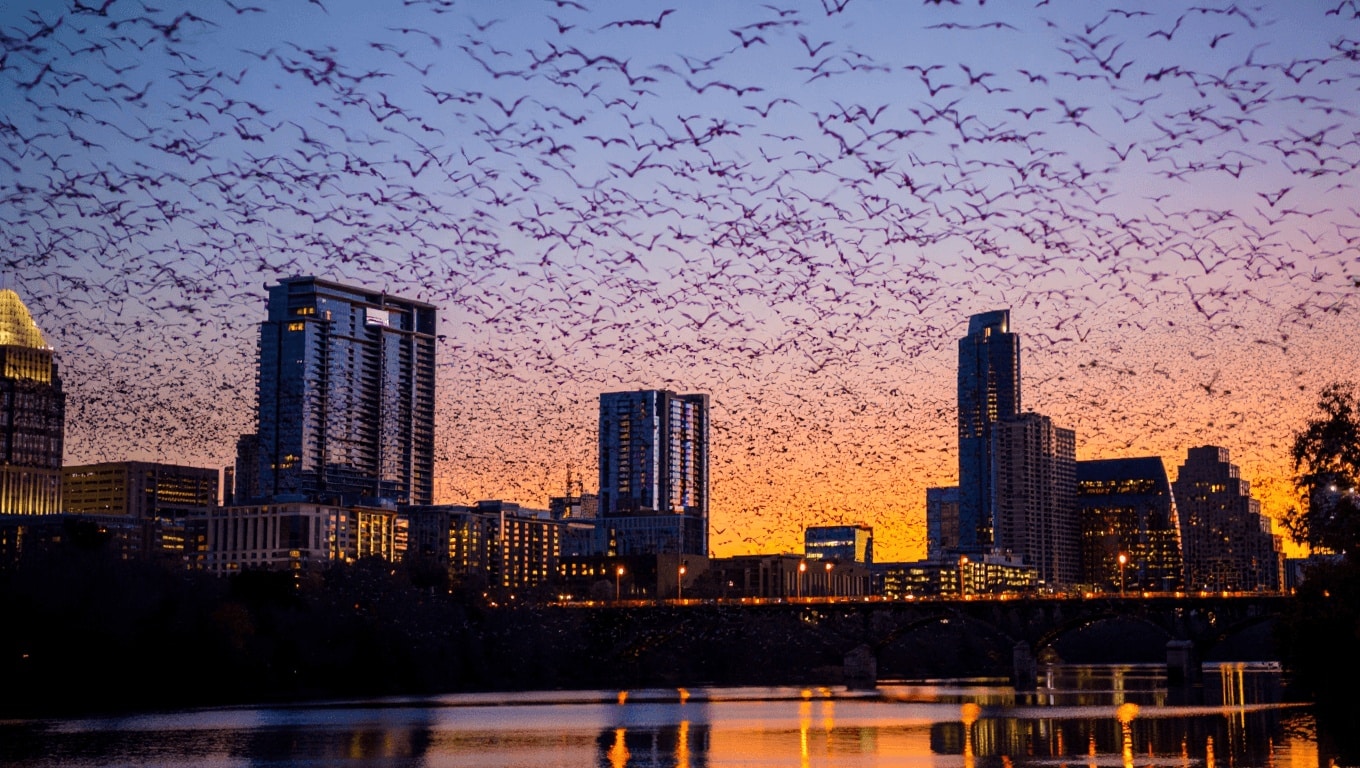 Tutti in centro a vedere milioni di pipistrelli in volo. Succede a Austin, la “Bat-City” del Texas
