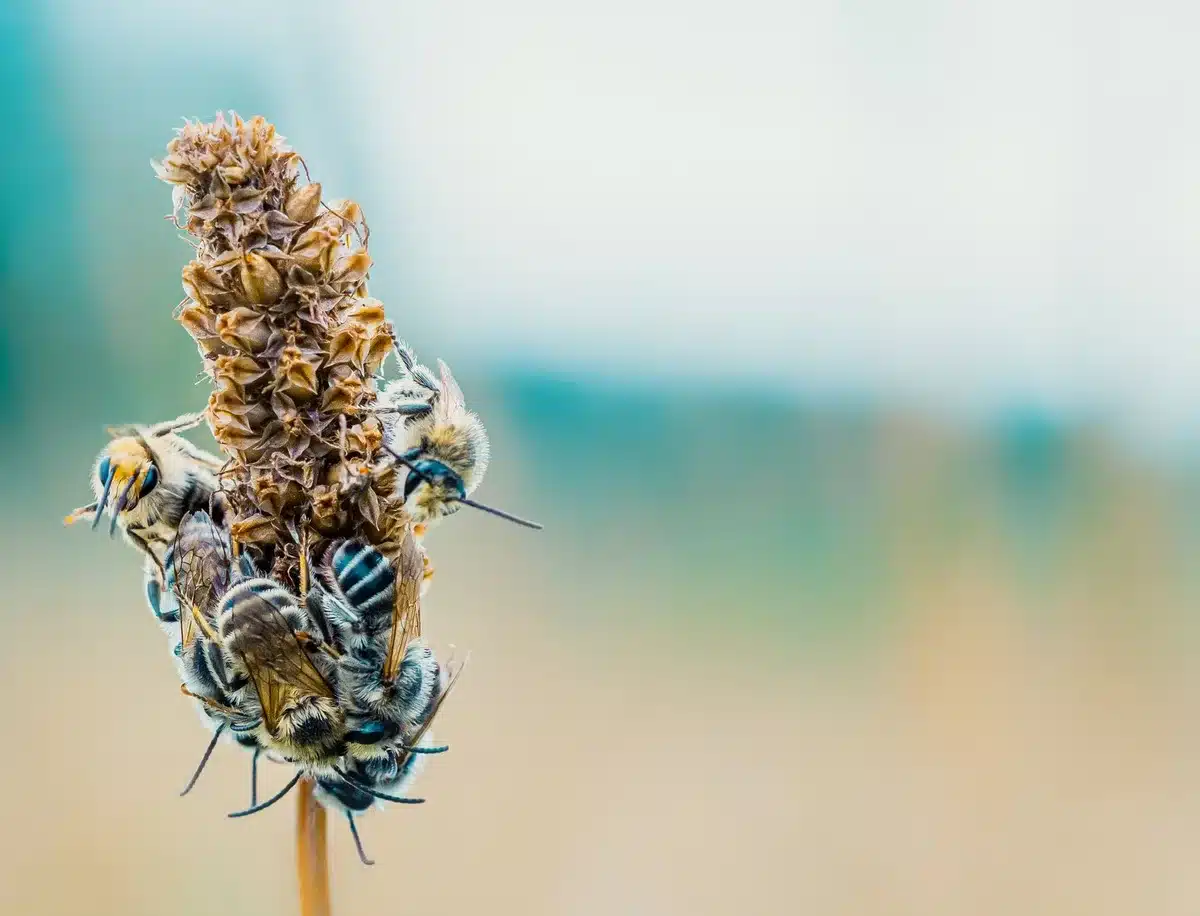 Api che impollinano fiori in un prato, durante le loro attività di esplorazione ambientale.