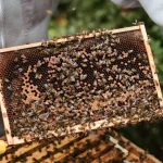 Mani che reggono un telaio di favo con api, laboratorio e paesaggio rurale sullo sfondo.
