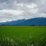 Campi di riso allagati sotto nuvole di tempesta, con chicchi danneggiati dalla grandine sparsi su acqua fangosa