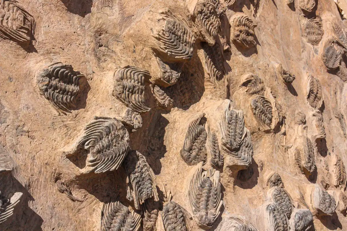 Fossili marini antichi e trilobiti impressi nella roccia calcarea