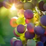 Vigneti terrazzati in Alto Adige con colline autunnali e un castello in lontananza
