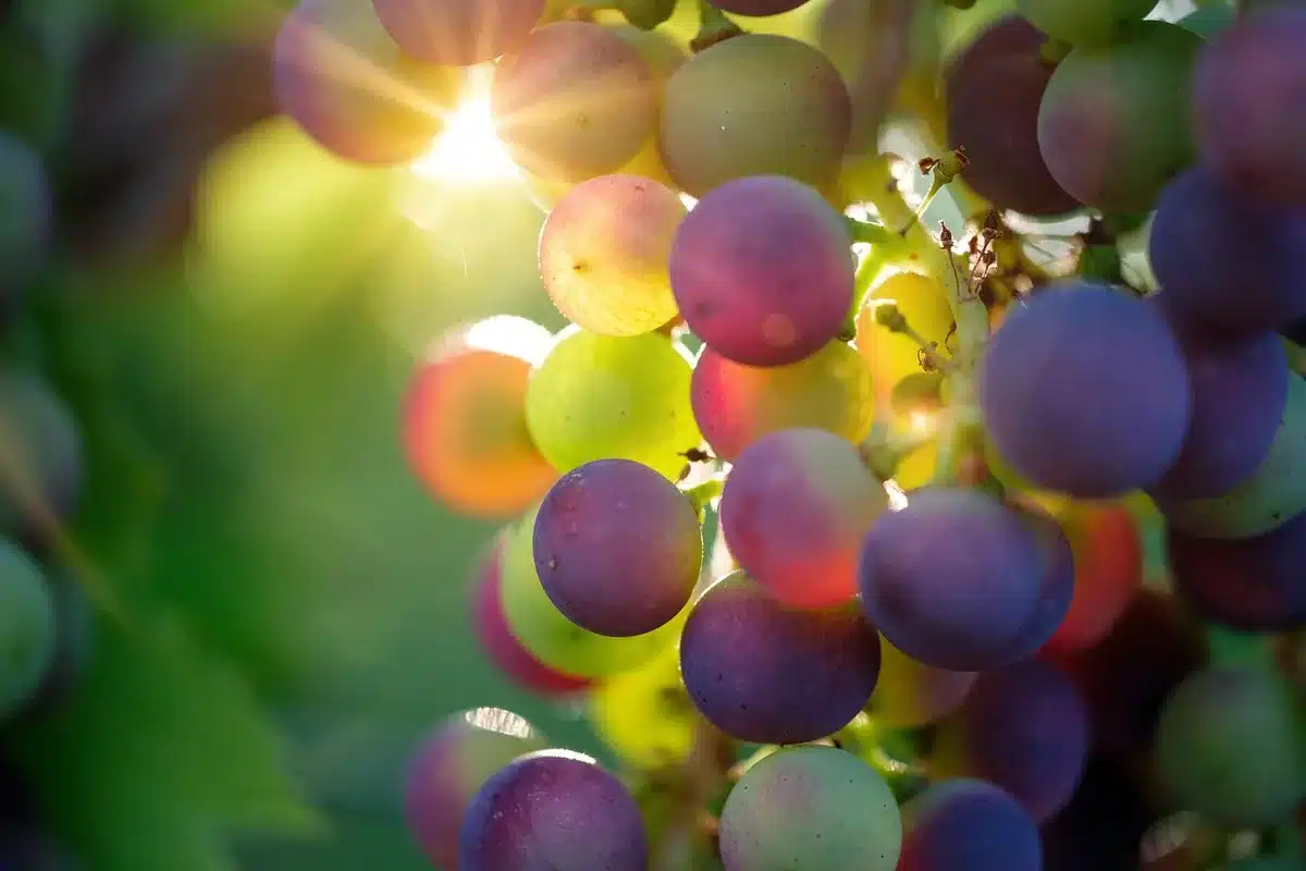 Vigneti terrazzati in Alto Adige con colline autunnali e un castello in lontananza