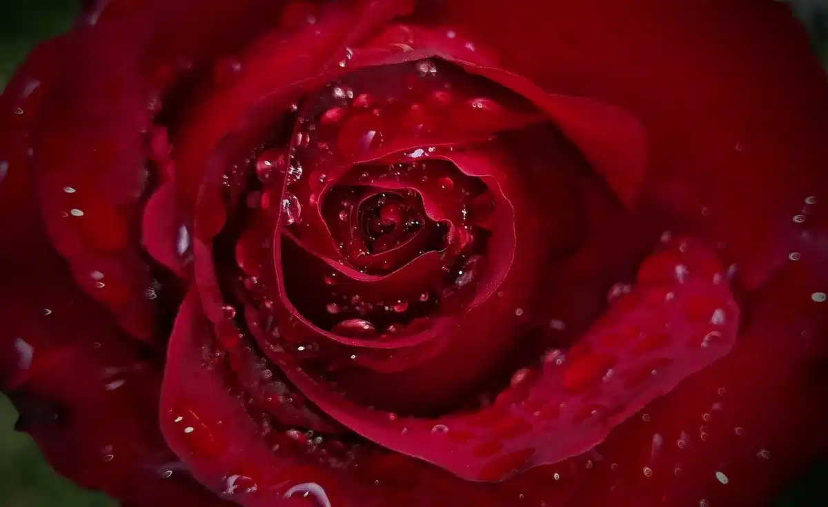 Vasetto vintage di tintura a base di petali di rosa accanto a pennelli