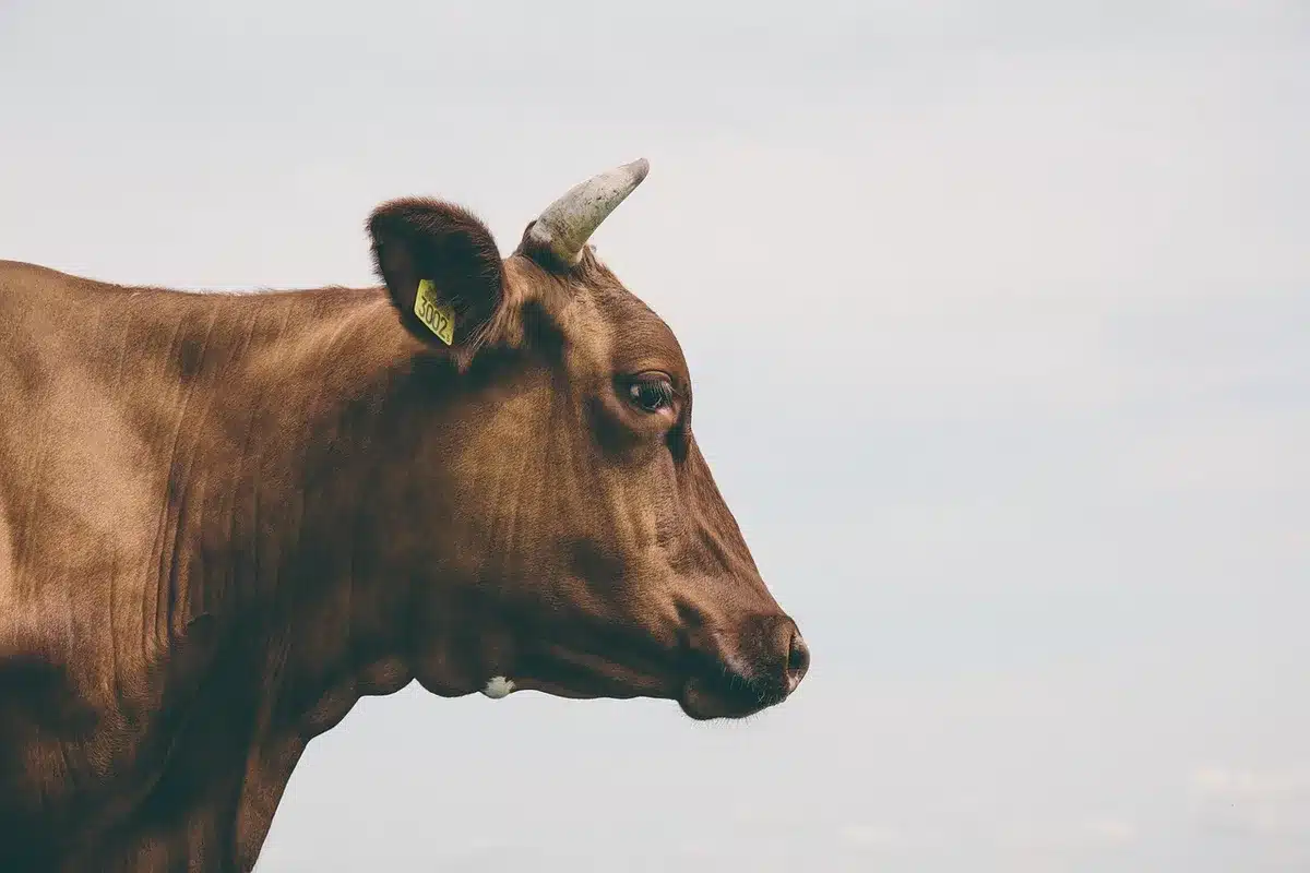 Sistema di identificazione e tracciabilità del bestiame con marchio auricolare