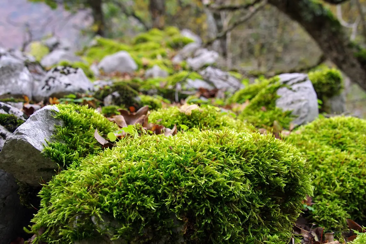 Sentiero e sauna tradizionale vicino a foresta nel Parco di Soomaa