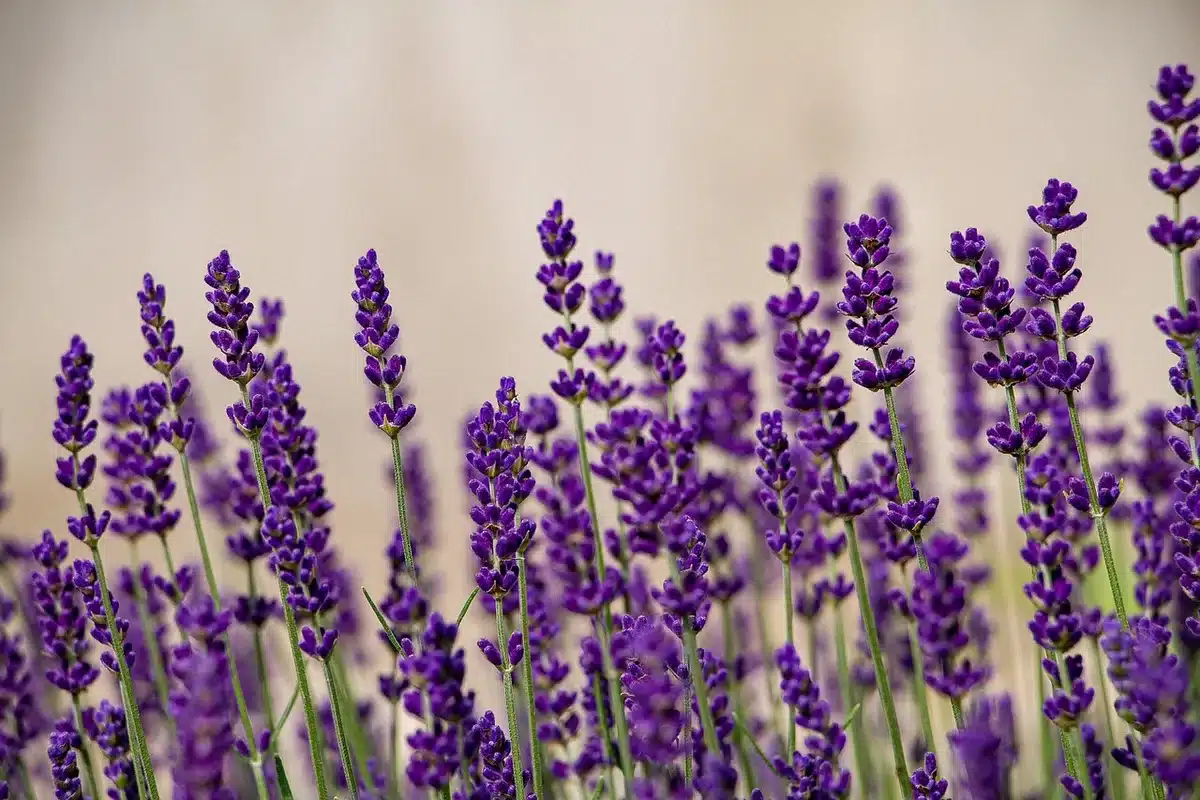 Diverse tonalità di lavanda disposte su una palette per unghie