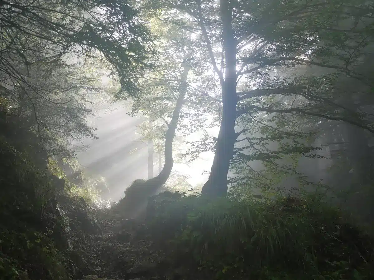 Installazioni scultoree tra gli alberi di ArtInBosco vicino a Lugano