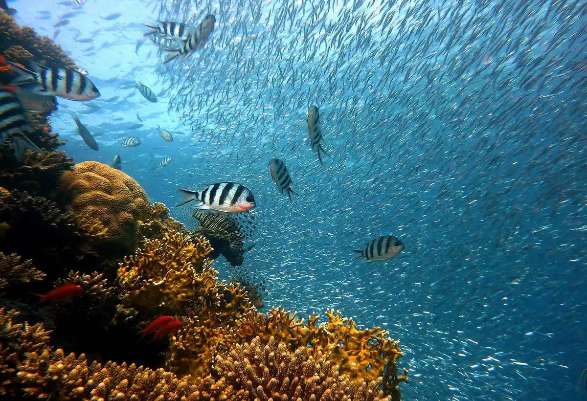 Habitat acquatico e fauna ittica minacciati da inquinamento idrico