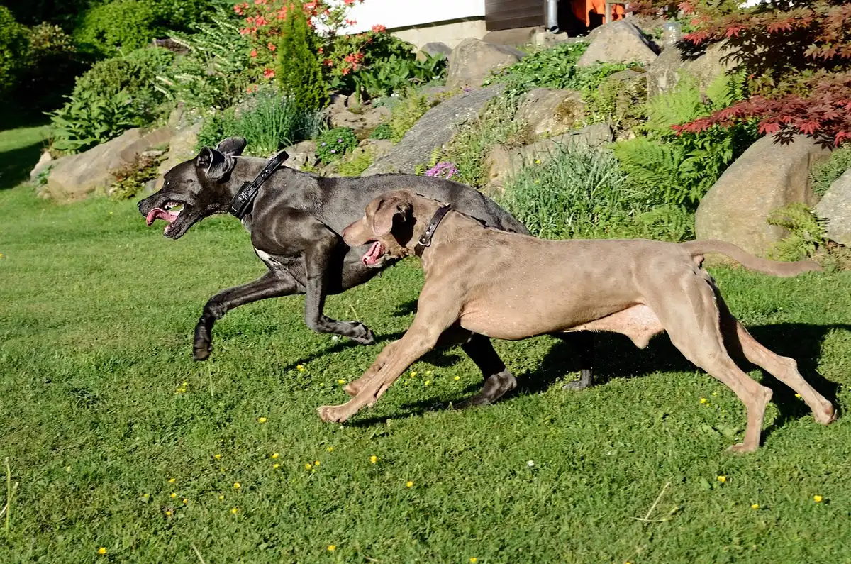 Due cani di taglia media sul balcone di una casa