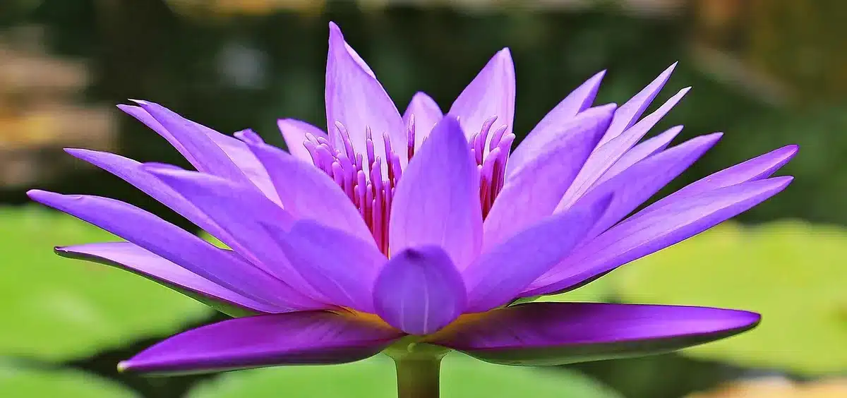 Giardino d'acqua con ninfee e ponte giapponese, visitatori in lontananza