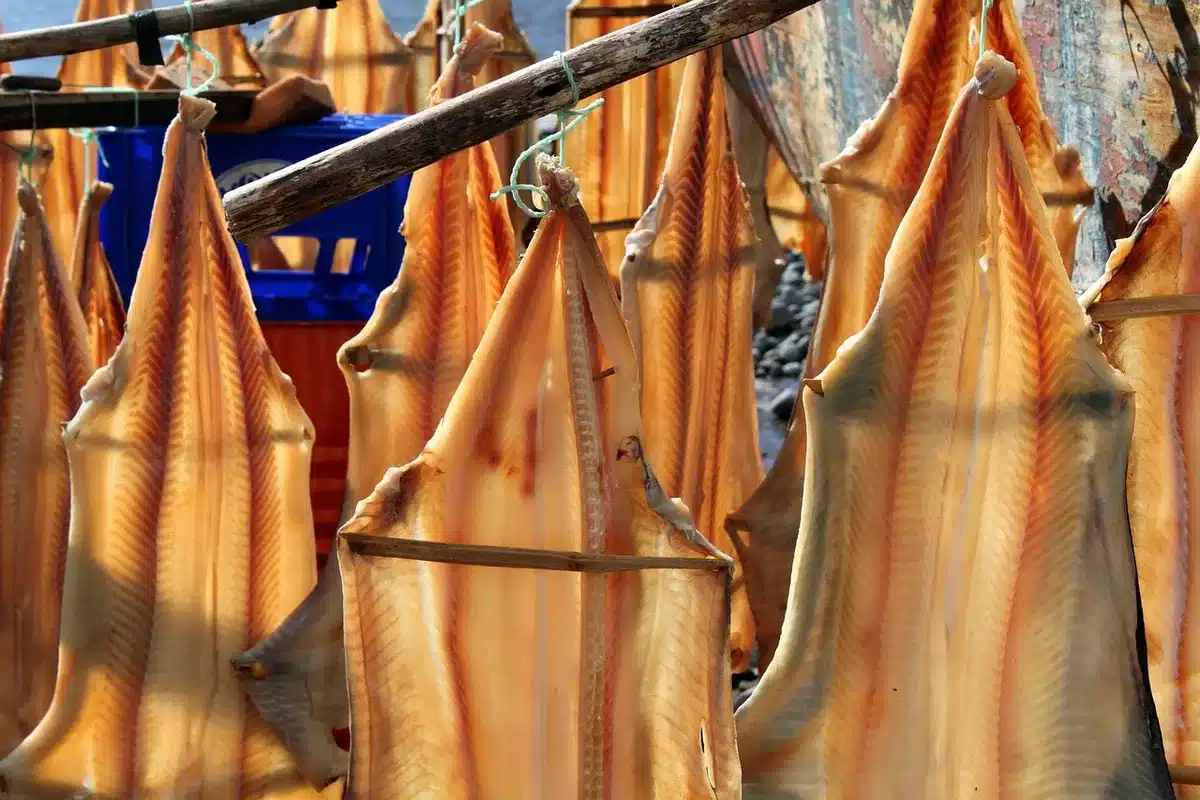 Rastrelliere con file di merluzzo essiccato all'aria nelle Lofoten