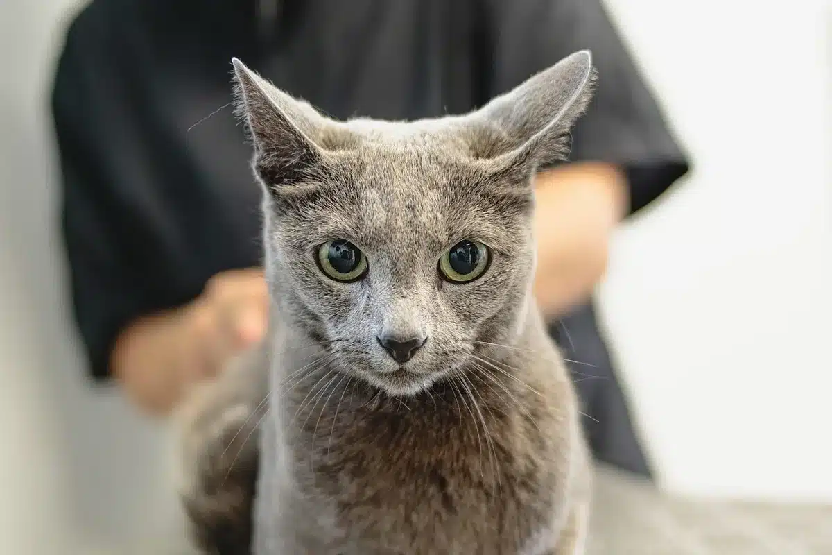 Flaconi e prodotti per la cura del pelo degli animali su uno scaffale