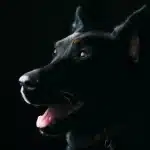 Mani che accarezzano il pelo di un cane su un tavolo da toelettatura con flaconi sullo sfondo