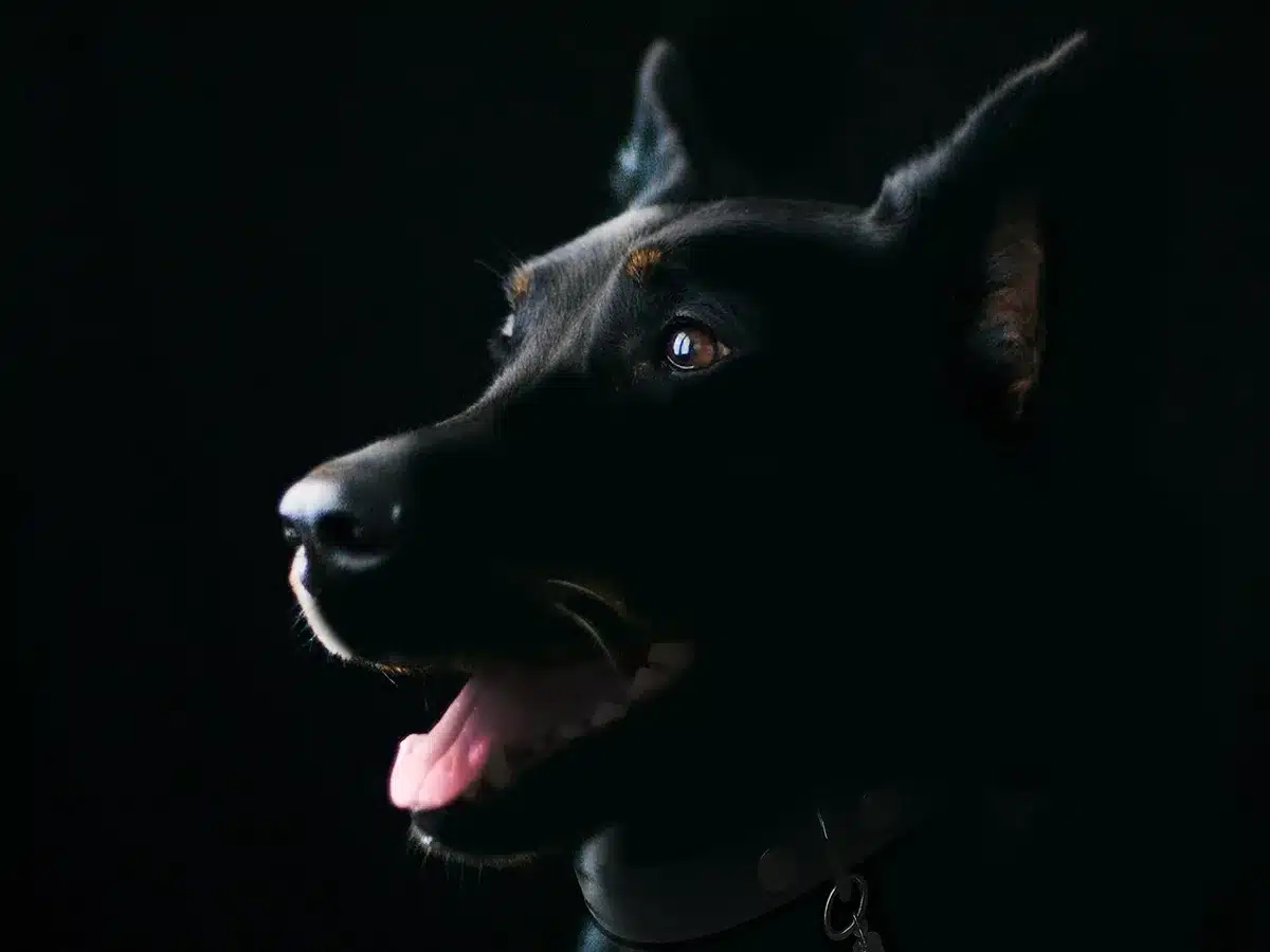Mani che accarezzano il pelo di un cane su un tavolo da toelettatura con flaconi sullo sfondo