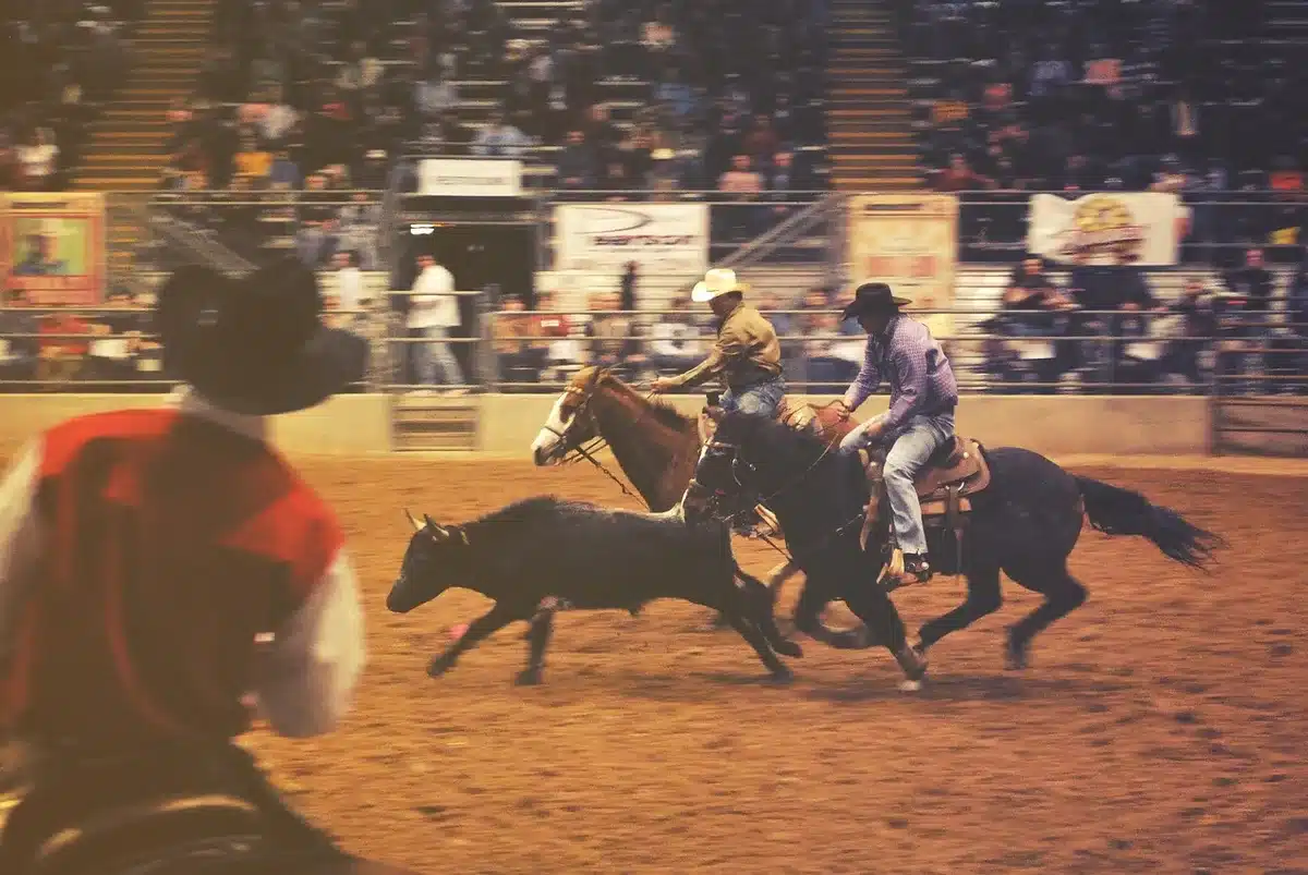 Interno di un'arena coperta con tribune per spettacoli equestri